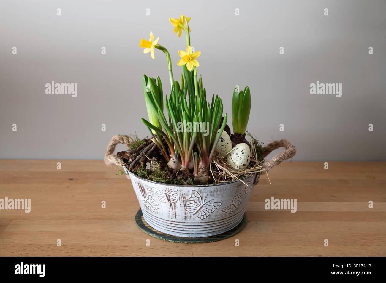 Gelbe Narzissen und Hyazinthen-Zwiebeln in dekorativem Übertopf mit gesprenkelten Ostereiern auf dem Tisch Stockfoto