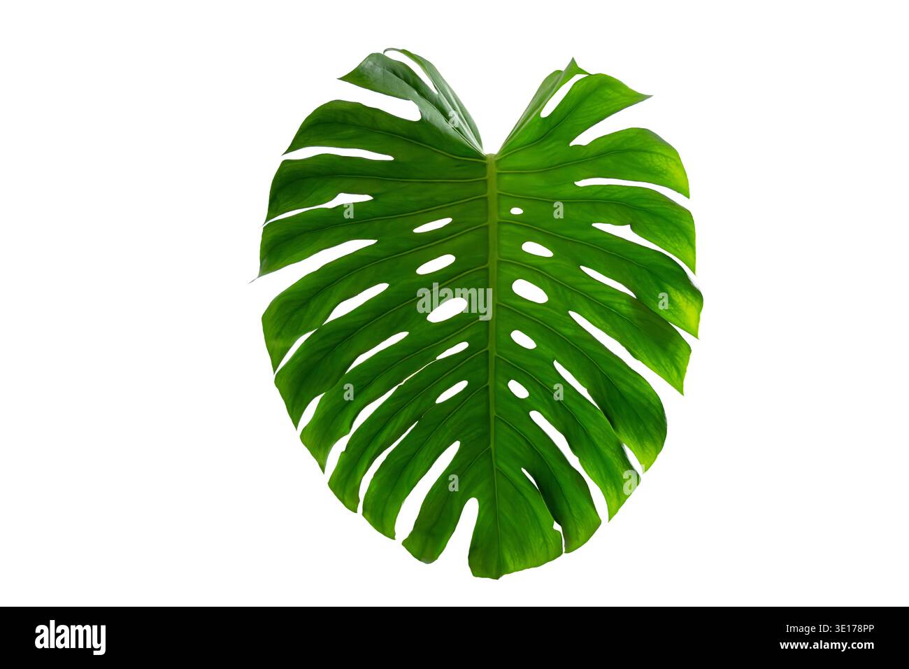 Monstera Blätter mit Blätter isolieren auf transparentem Hintergrund. Monstera-Pflanze, großes grünes Einzelblatt mit isoliertem Stamm. Stockfoto