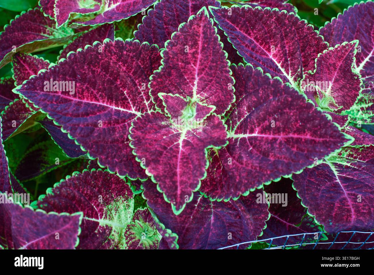 Nahaufnahme lebendiger Coleus-Blätter mit magentafarbenen, violetten und grünen Kanten, gezackten Rändern, symmetrischer Herzform, Zierlaub. Stockfoto