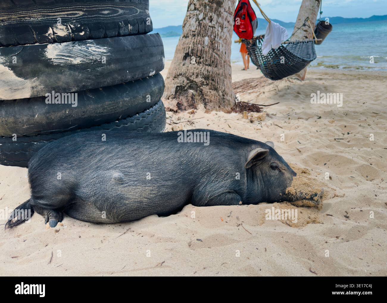 Das Schwein ruht im Sand neben Palmen und einer Hängematte am Coconut Beach, Port Barton, Palawan, Philippinen und zeigt entspanntes tropisches Inselleben. Stockfoto
