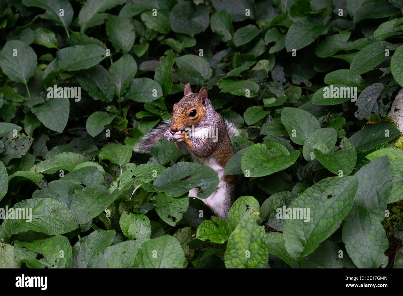 Kleines braunes Eichhörnchen versteckt in der Vegetation, das Samen isst Stockfoto