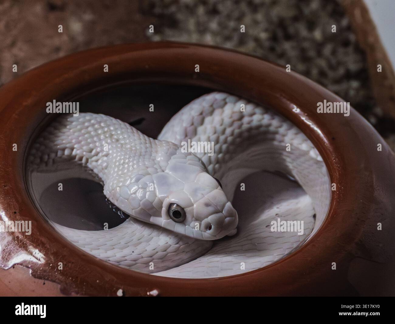 Eine faszinierende Albino-Python liegt in einer Terrakotta-Schüssel. Die glatten, weißen Skalen und anmutigen Kurven zeigen die ruhige und exotische Schlange Stockfoto