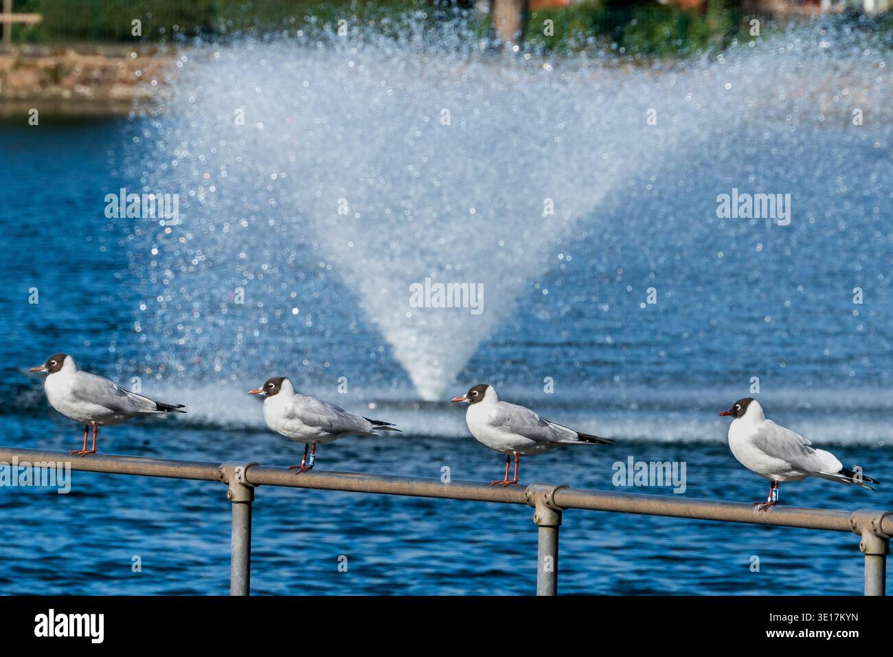 Vier Möwen mit schwarzem Kopf sitzen auf einem Geländer am See. Stockfoto