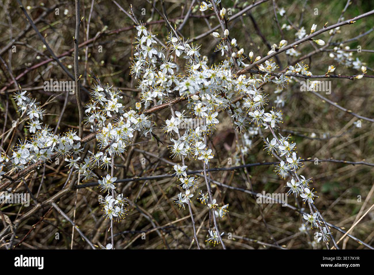 Schwarzdornbusch voller kleiner weißer Blüten mit fünf Blütenblättern. Stockfoto