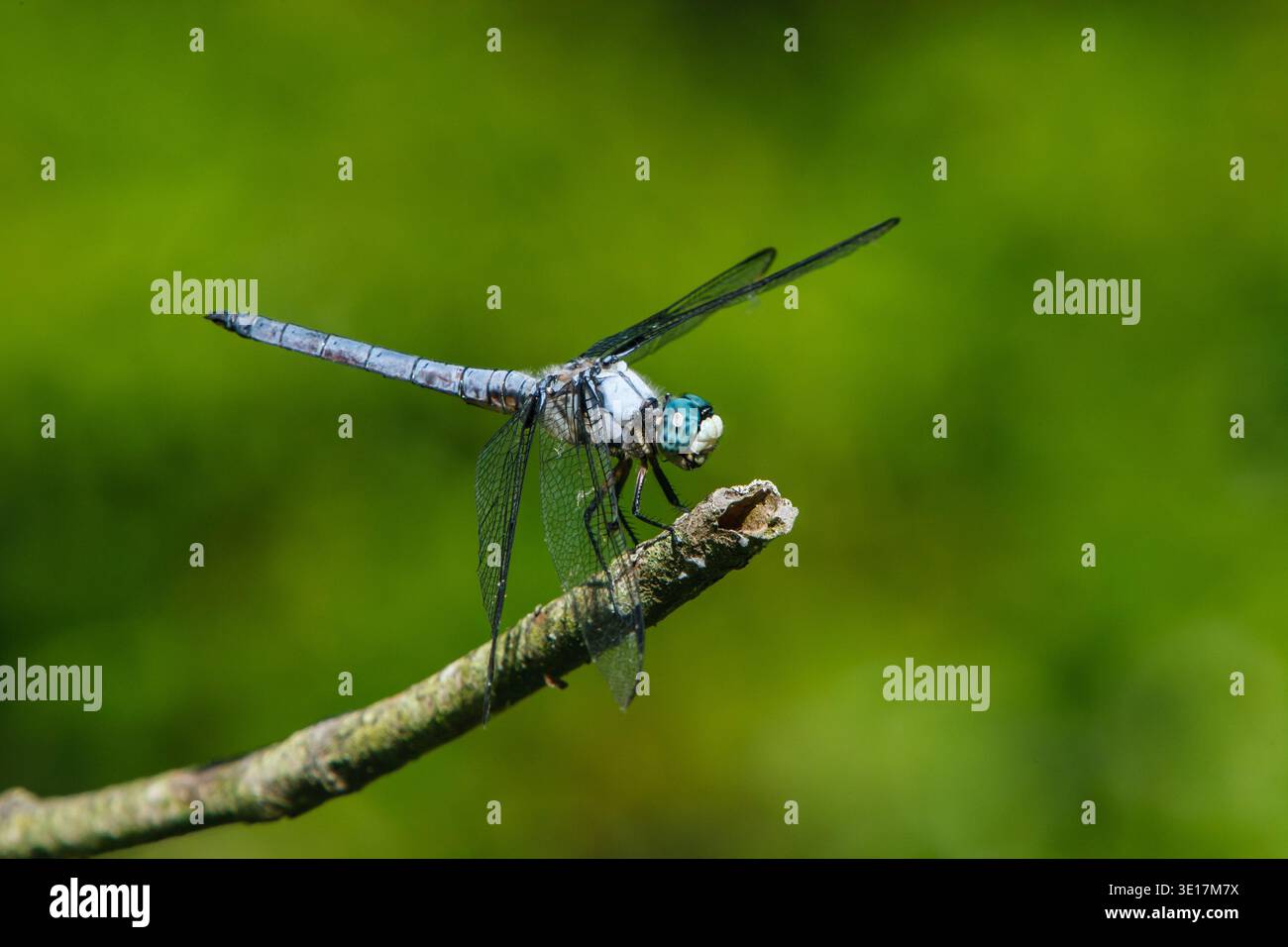 Eine markante große blaue Skimmer Libellula, die auf einem Ast liegt. Diese in Nordamerika heimische Art ist bekannt für ihre lebendigen Augen und ihre leuchtenden Augen Stockfoto