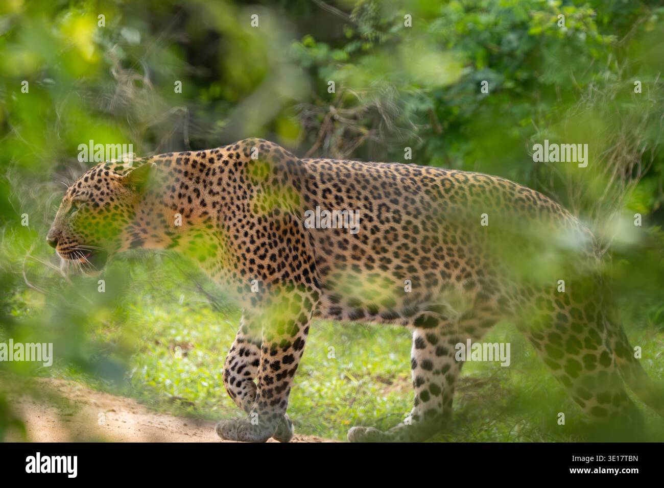 Sri-lankischer Leopard (Panthera pardus kotiya), der durch Bäume spaziert. [ENDEMISCHE Unterspezies] Stockfoto