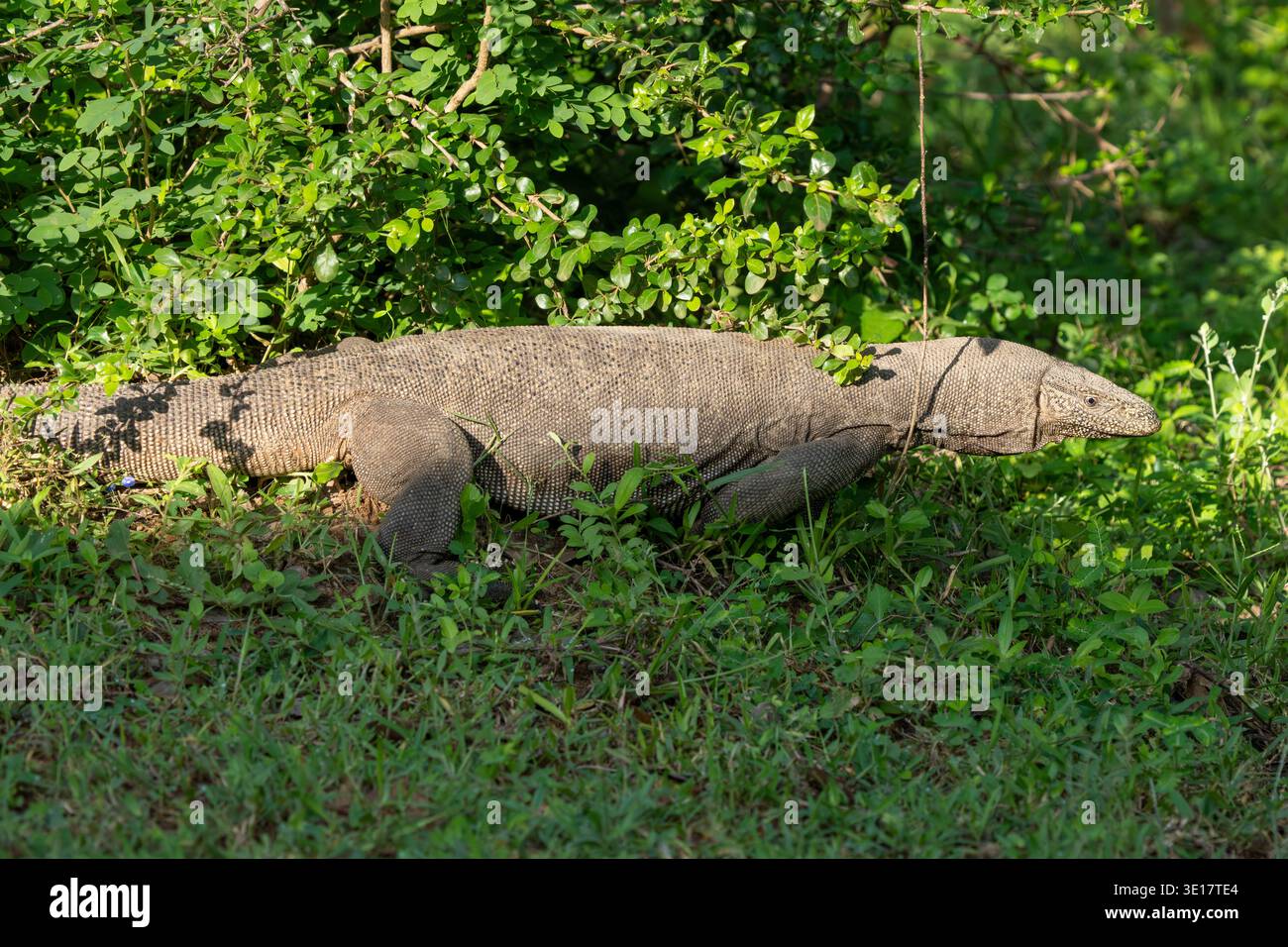 Gemeinsamer Wasserwächter (Varanus salvator) auf dem Gras. Stockfoto