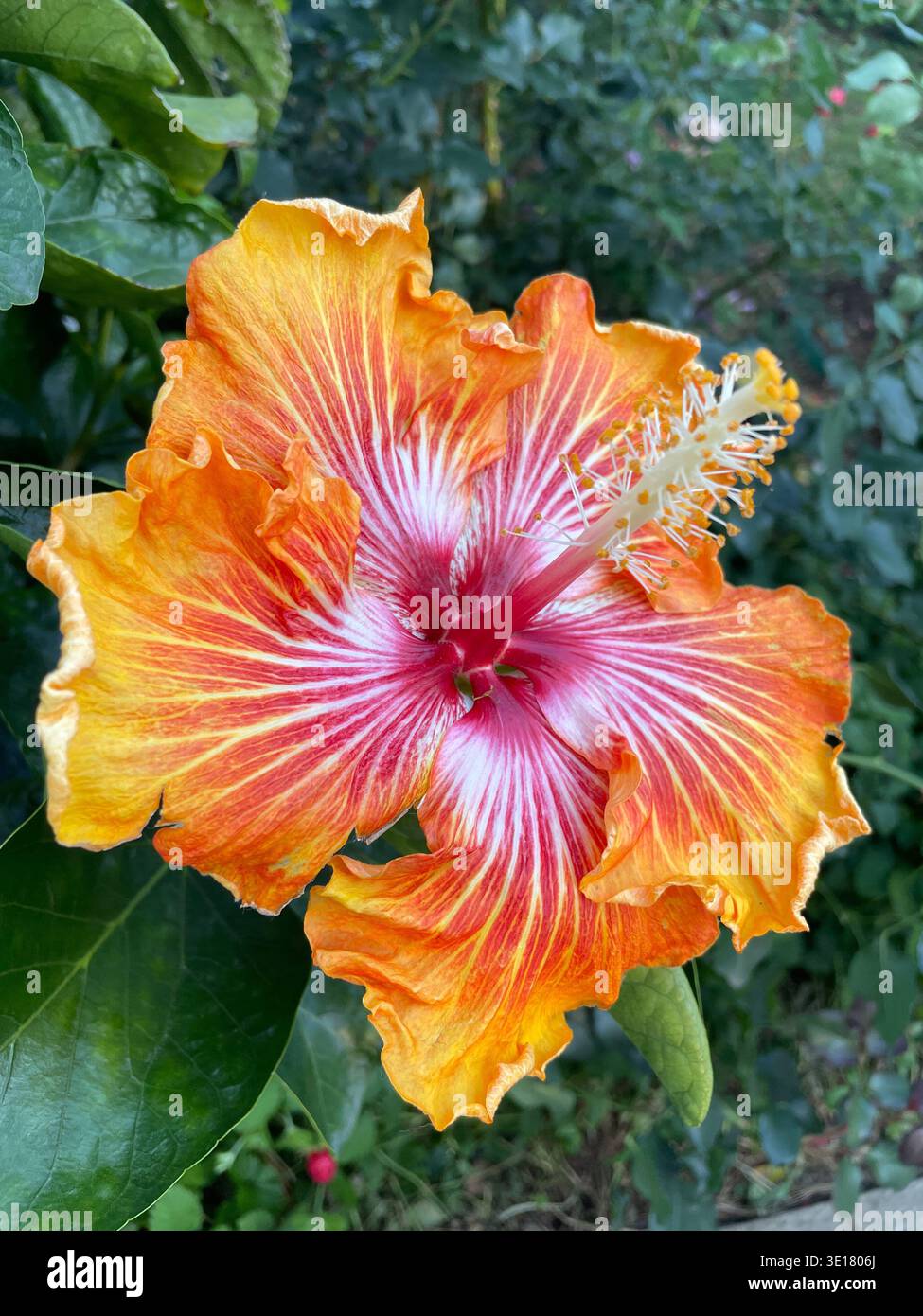 Nahaufnahme einer lebhaften tropischen Hibiskusblüte, die mit orangefarbenen, gelben und roten Rüschenblättern auf grünem Laub in einem Sommergarten blüht. Stockfoto
