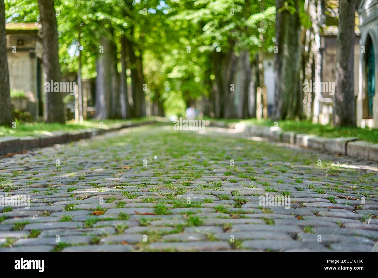 Ein flacher Bodenblick auf einen historischen Kopfsteinpflasterweg mit Gras- und Moosflecken, der durch eine von Bäumen gesäumte Gasse in Paris führt, Stockfoto