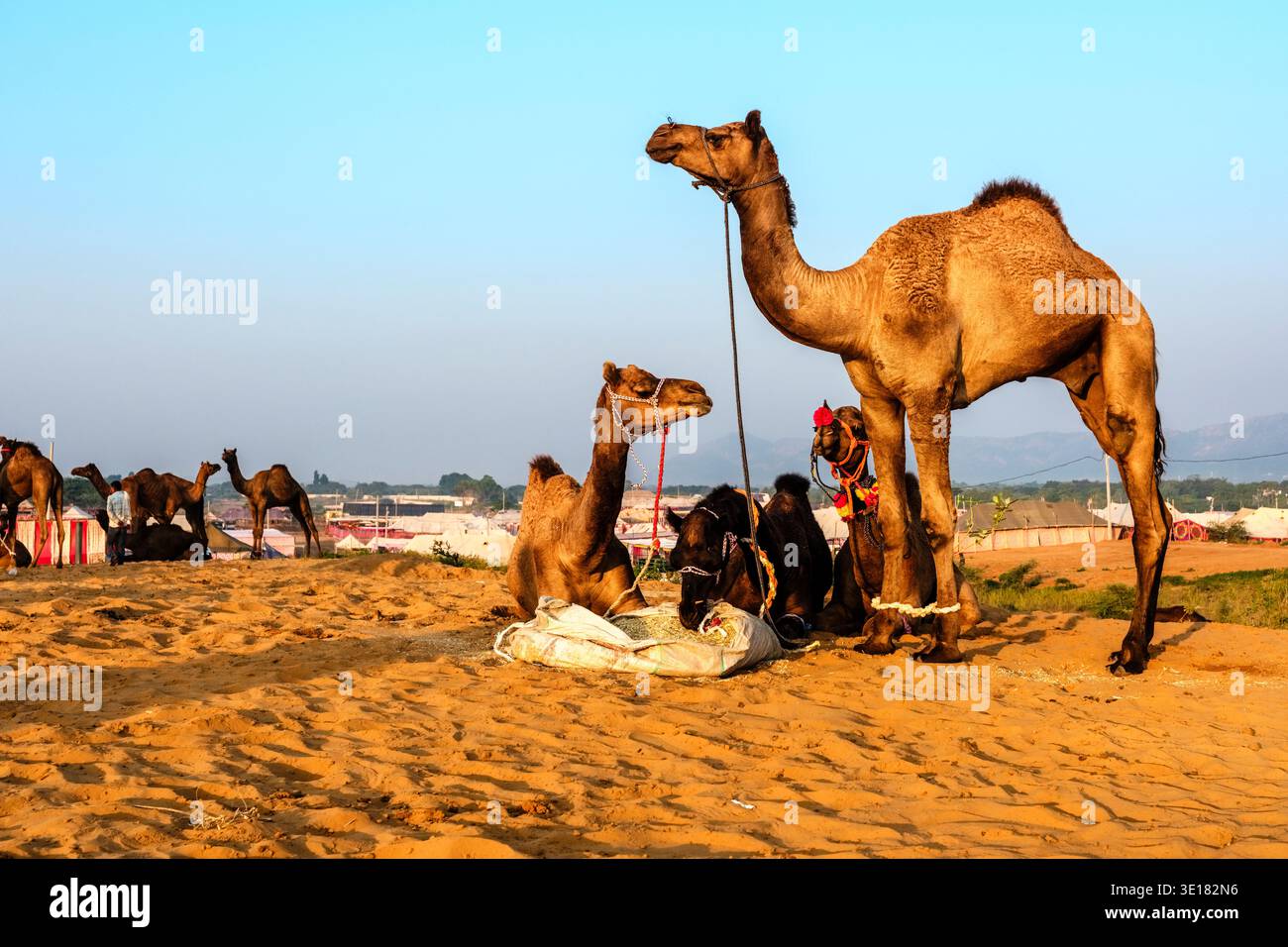 Auf der Pushkar Kamelmesse, der Pushkar Fair, mit Hügeln und einem Dorf in der Ferne steht ein großes Kamel über anderen, das an einem Futterbeutel liegt. Stockfoto