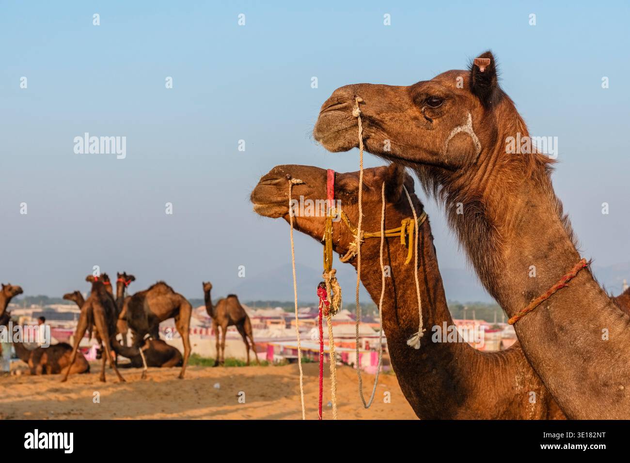 Nahaufnahme zweier Kamele mit Seilen auf der Pushkar Kamelmesse, Pushkar Fair, während andere Tiere und temporäre Strukturen in der Ferne sitzen. Stockfoto