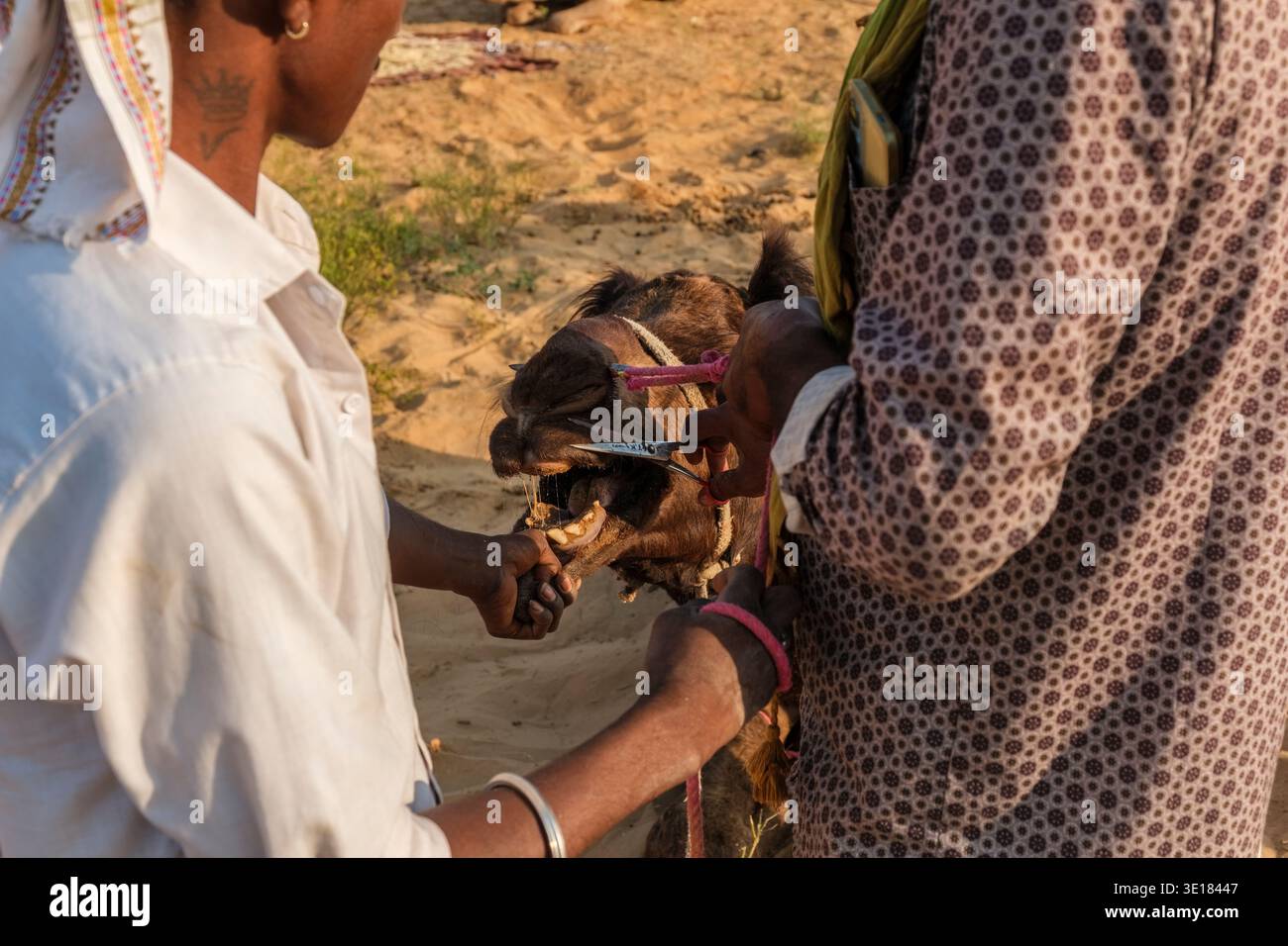 Ein Kamel erhält während der Pushkar-Kamelmesse von Handwerkern mit einer Metallschere einen Gesichtsbesatz, da das Tier durch seinen Unterkiefer gesichert wird. Stockfoto