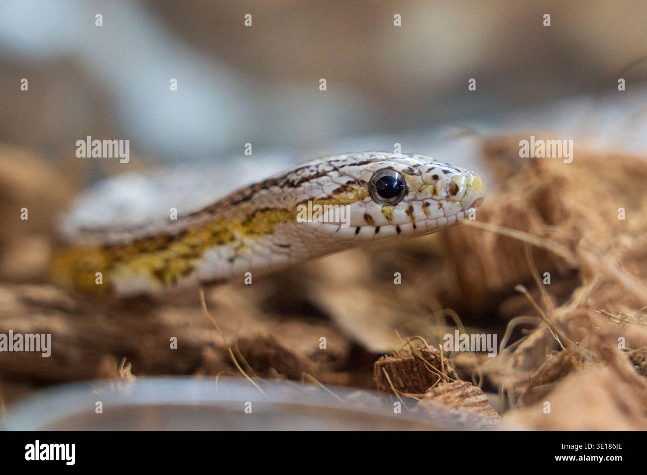 Ein kleiner Schlangenkopf mit gemusterten Schuppen, der zwischen trockenen Blättern in einem natürlichen Waldhabitat ruht. Stockfoto