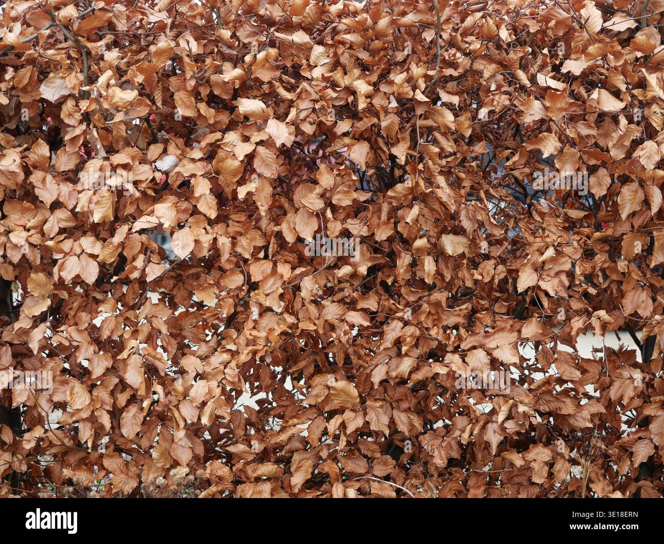 Dichte Buchenhecke mit kupferfarbenen trockenen Blättern im Winter als natürlicher texturierter Hintergrund. Stockfoto