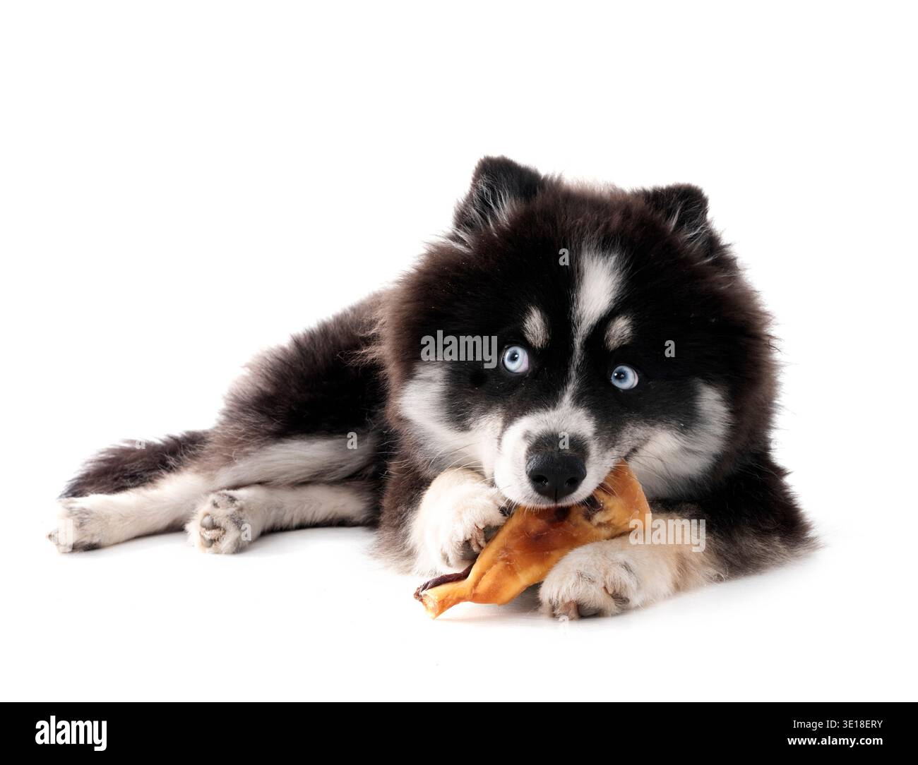 Pomsky und Snack vor weißem Hintergrund Stockfoto