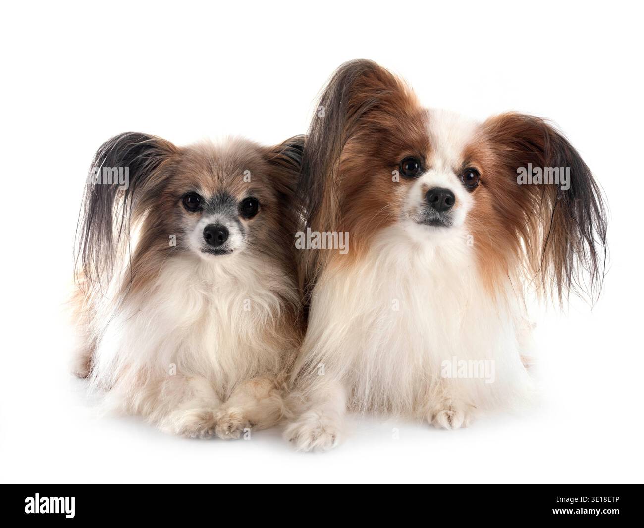 Papillon Hunde vor weißem Hintergrund Stockfoto
