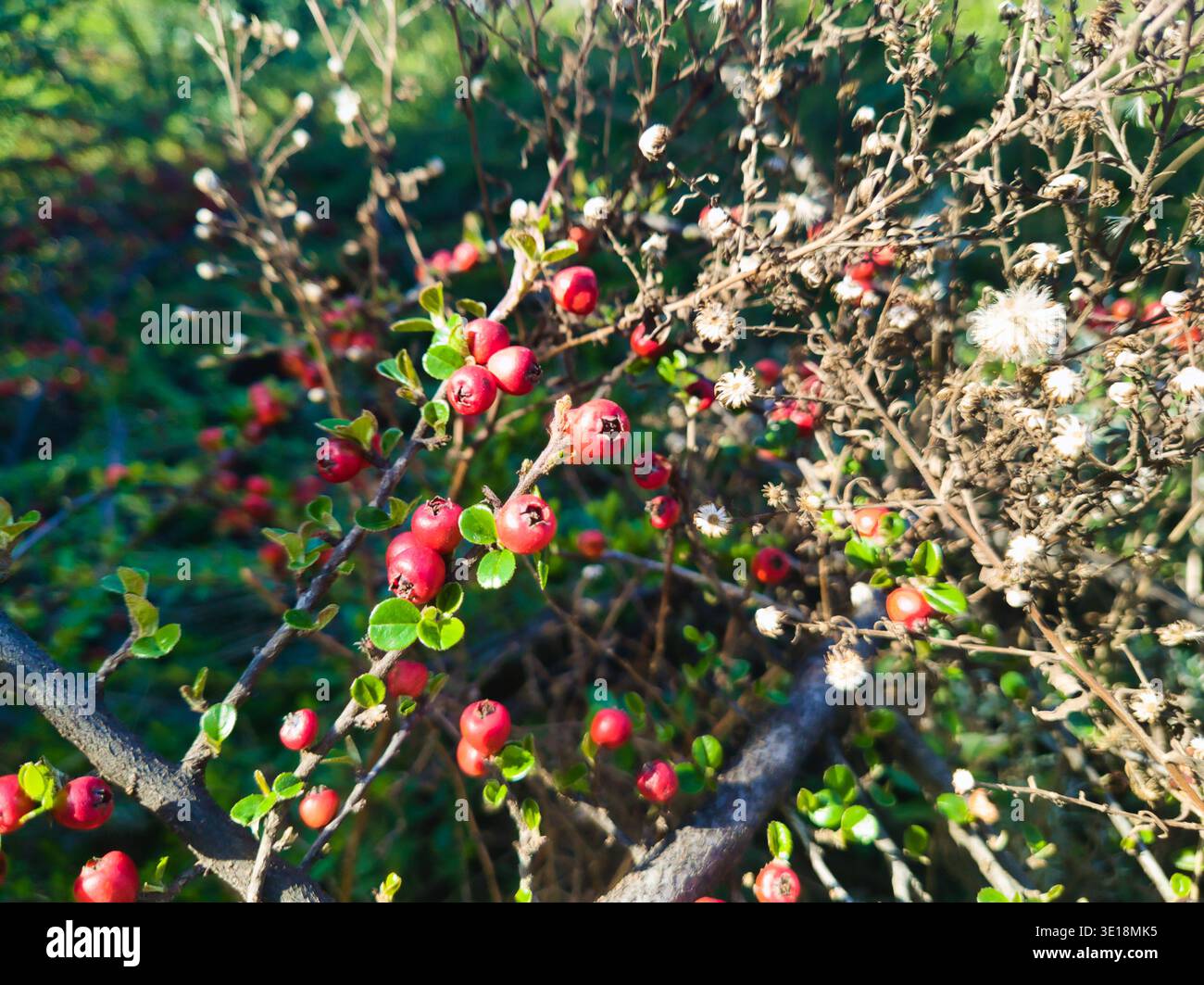 Eine detaillierte Nahaufnahme leuchtender roter Beeren auf einem Sträucher mit kleinen grünen Blättern. Die Komposition fängt den Übergang der Jahreszeiten mit getrocknetem Wild ein Stockfoto