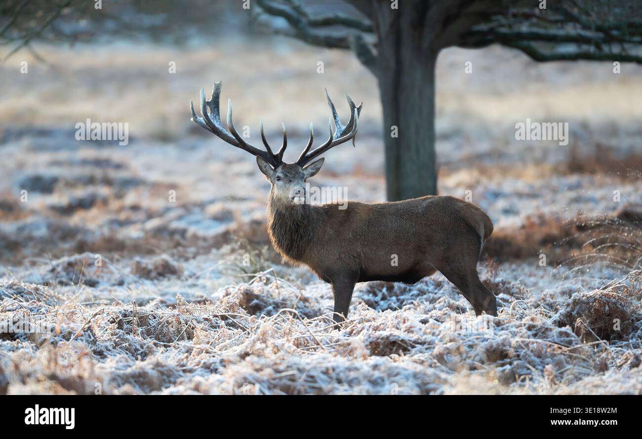 Rothirsch (Cervus elaphus), der an einem kalten Wintermorgen in Großbritannien auf einer Wiese steht, die von starkem weißem Frost oder Schnee bedeckt ist. Stockfoto