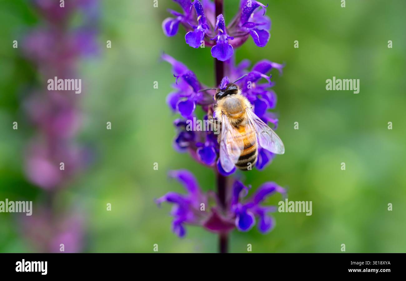 Westliche Honigbiene (APIs mellifera) sammelt Nektar aus einer violetten salviblume in einem Garten, Großbritannien. Stockfoto