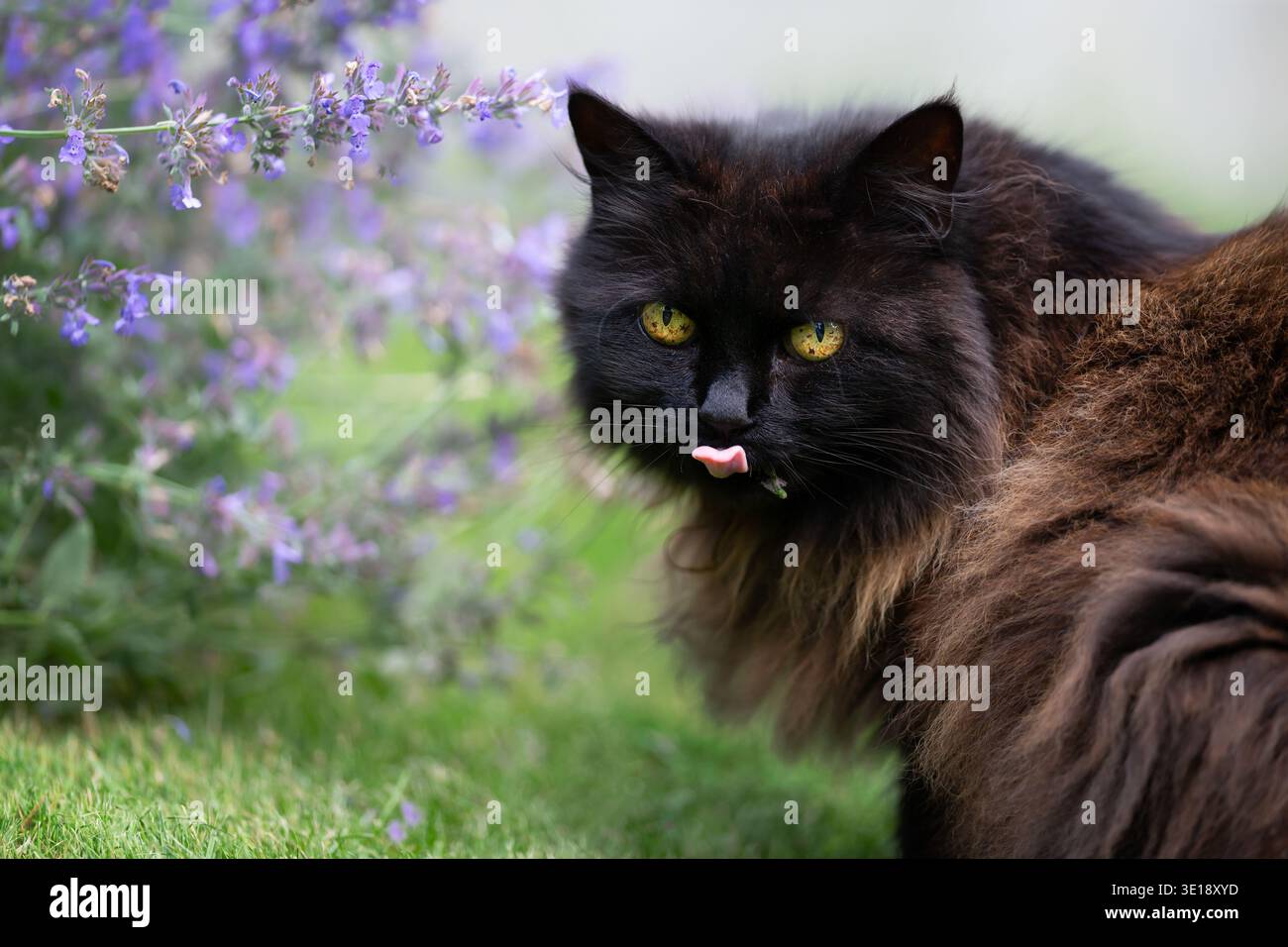 Porträt einer niedlichen schwarzen Katze mit gelben Augen auf einem grünen Gras in der Nähe einer blühenden Katzenminze in einem Garten, Großbritannien. Stockfoto