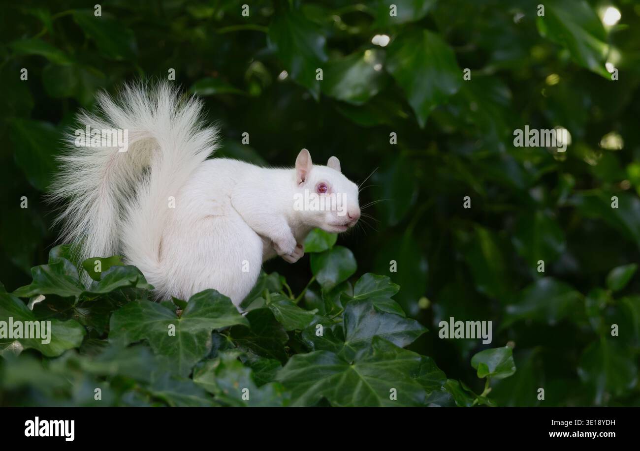 Ein seltenes, echtes Albino-graues Eichhörnchen (Sciurus carolinensis) mit weißem Fell und rosa Augen, das zwischen grünen Efeublättern sitzt, Großbritannien Stockfoto