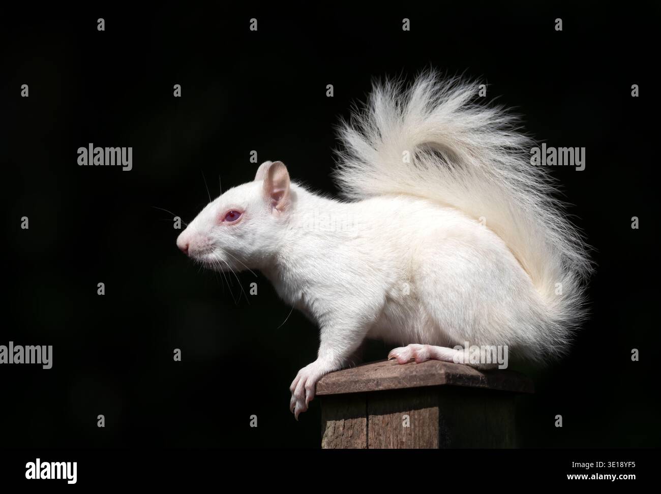 Ein seltenes, echtes Albino-östliches Eichhörnchen (Sciurus carolinensis) mit seinen markanten rosa roten Augen und reinweißem Fell thront auf einem hölzernen Garten fe Stockfoto