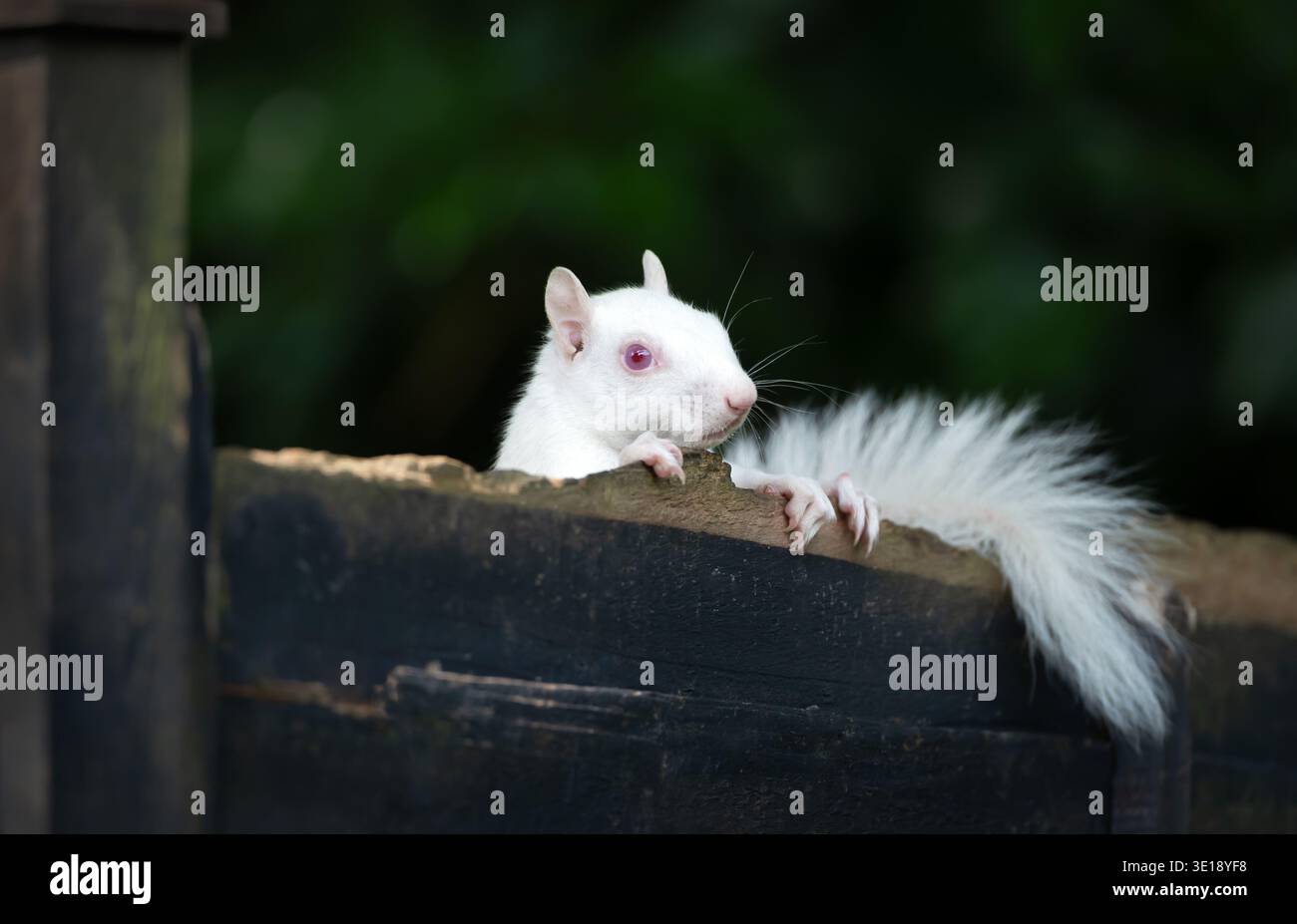 Ein seltenes, echtes Albino-östliches Eichhörnchen (Sciurus carolinensis) mit seinen markanten rosa roten Augen und reinweißem Fell thront auf einem hölzernen Garten fe Stockfoto