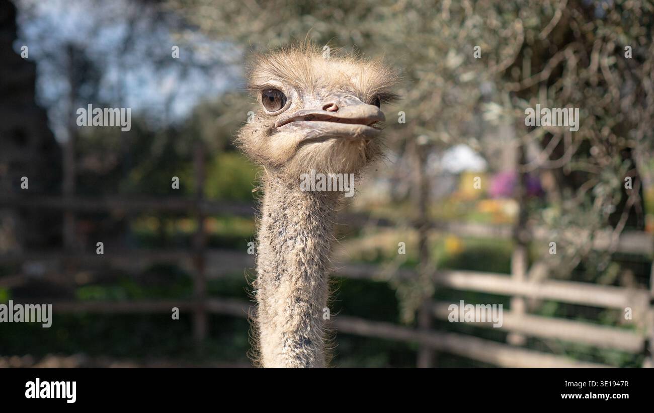 Neugieriger Strauß, der sich die Kamera ansieht, exotisches Vogelporträt Stockfoto