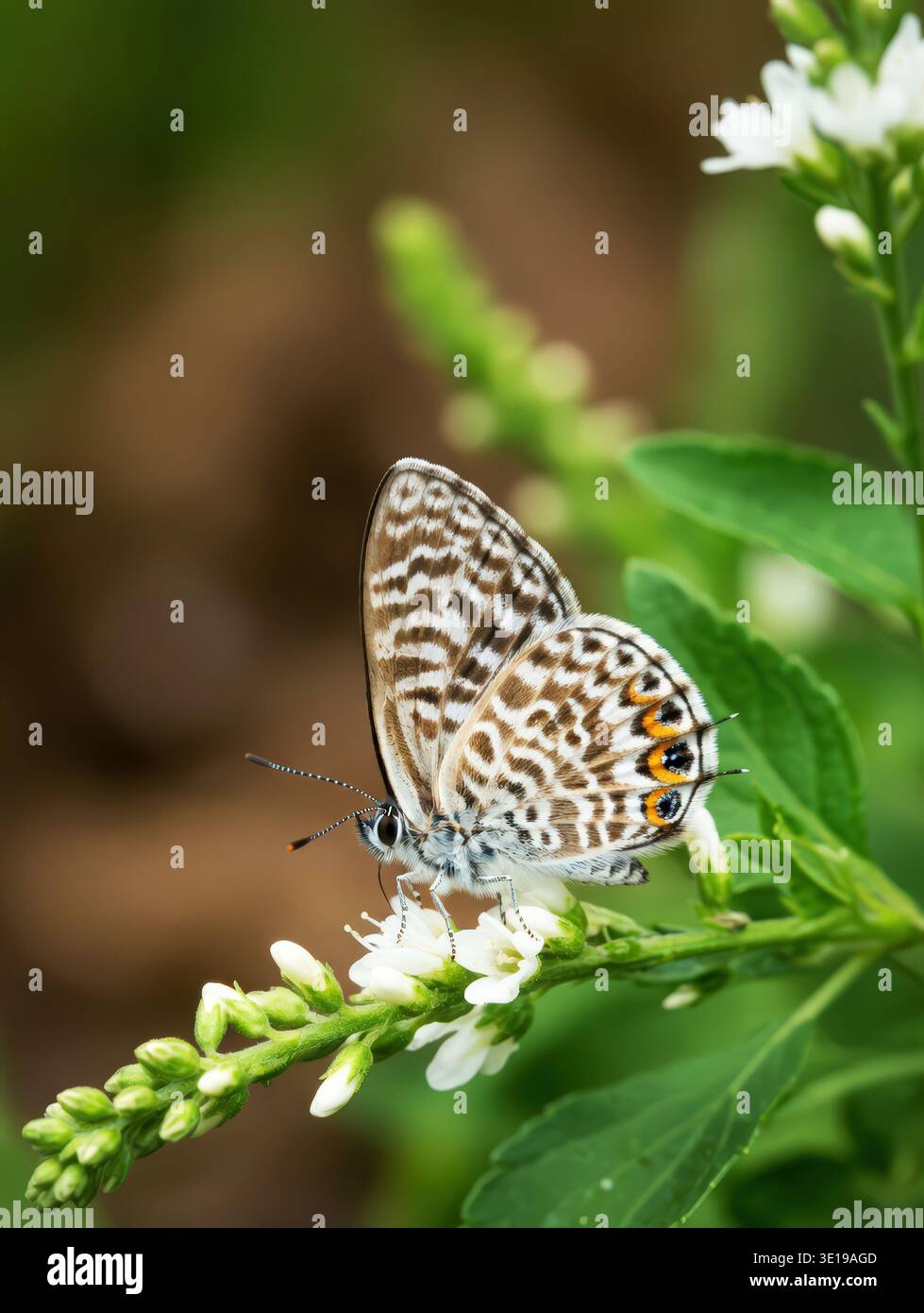 Blauer Schmetterling auf weißem Blumenstrauß Stockfoto