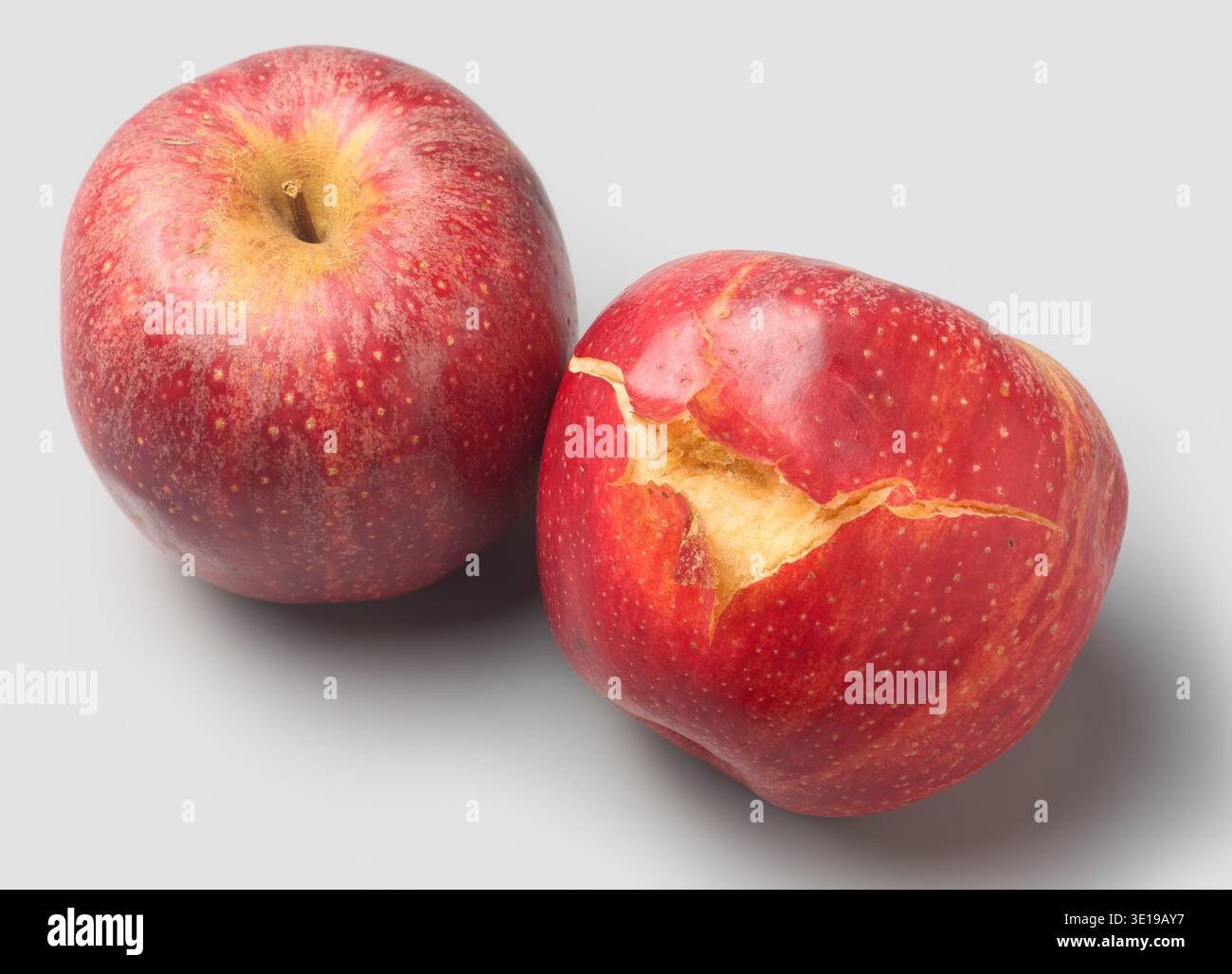 Zwei rote Äpfel mit tiefem Riss und braunem Verfall isolierter grauer Hintergrund, beschädigte verdorbene Früchte, Blick von oben Stockfoto