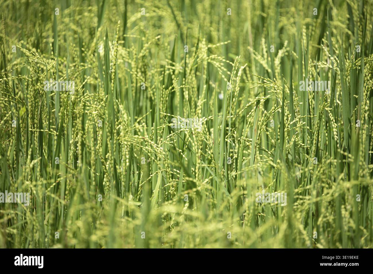 Reispikeletinfloreszenz. Nahaufnahme zu grünen Reissamen im Paddy-Ohr. Wunderschönes goldenes Reisfeld und Ohr Stockfoto
