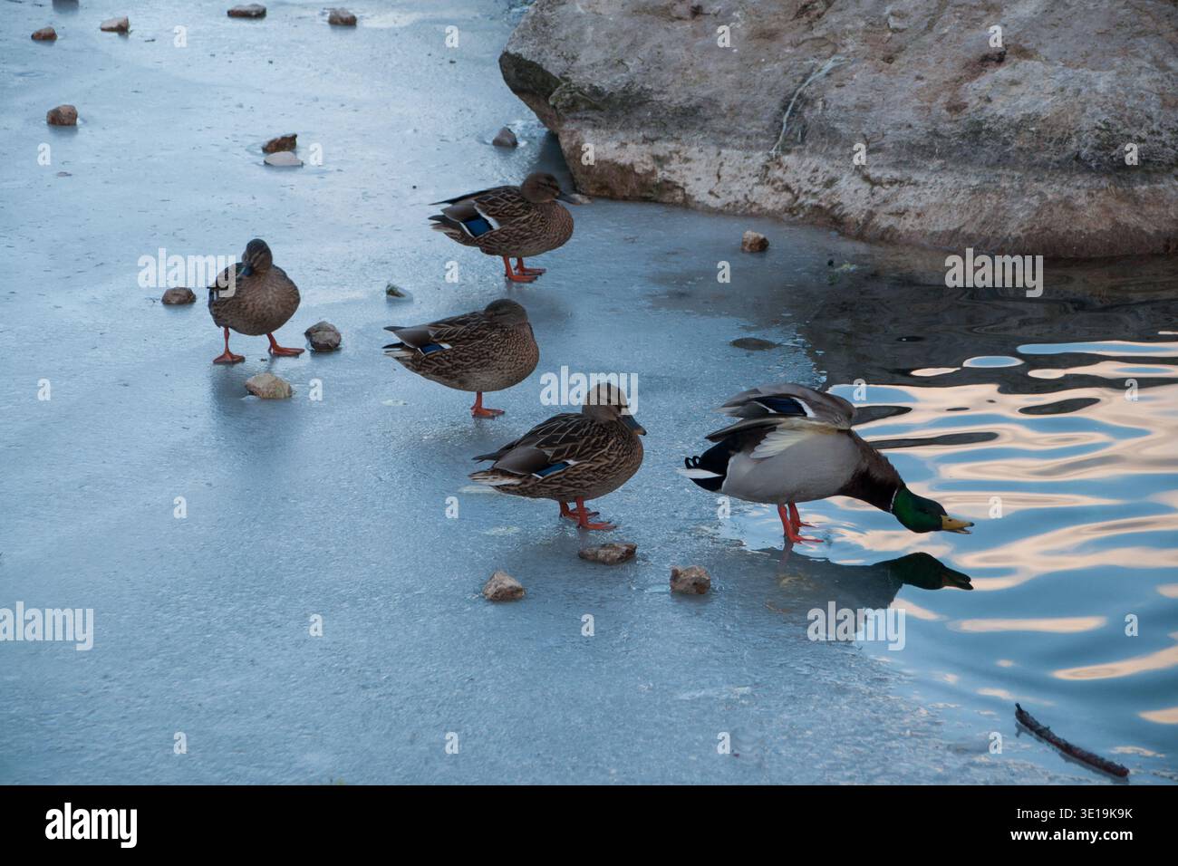 Winter Ente Tag Stockfoto