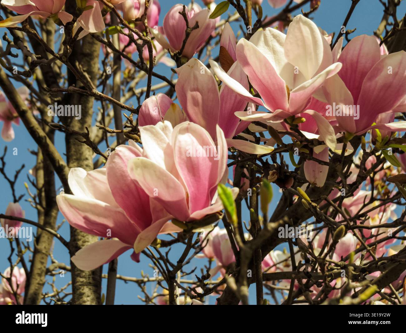 Rosafarbene Magnolienblüten auf Baumzweigen vor blauem Frühlingshimmel. Stockfoto