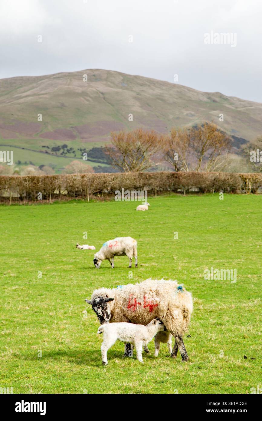 Schaf- und Lamm-Swaledale im Yorkshire Dales Nationalpark in der Nähe von Sedbergh Cumbria Stockfoto