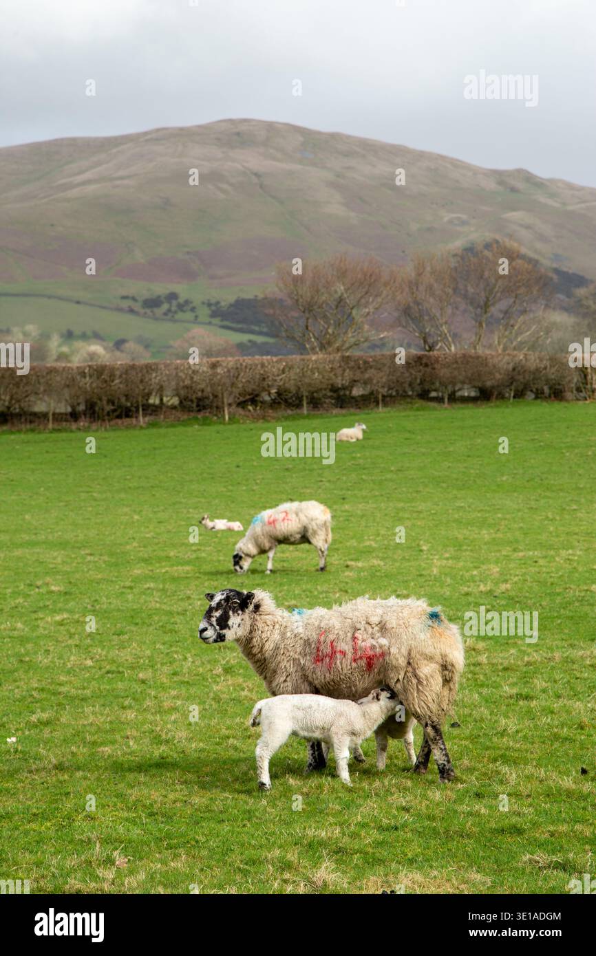 Schaf- und Lamm-Swaledale im Yorkshire Dales Nationalpark in der Nähe von Sedbergh Cumbria Stockfoto