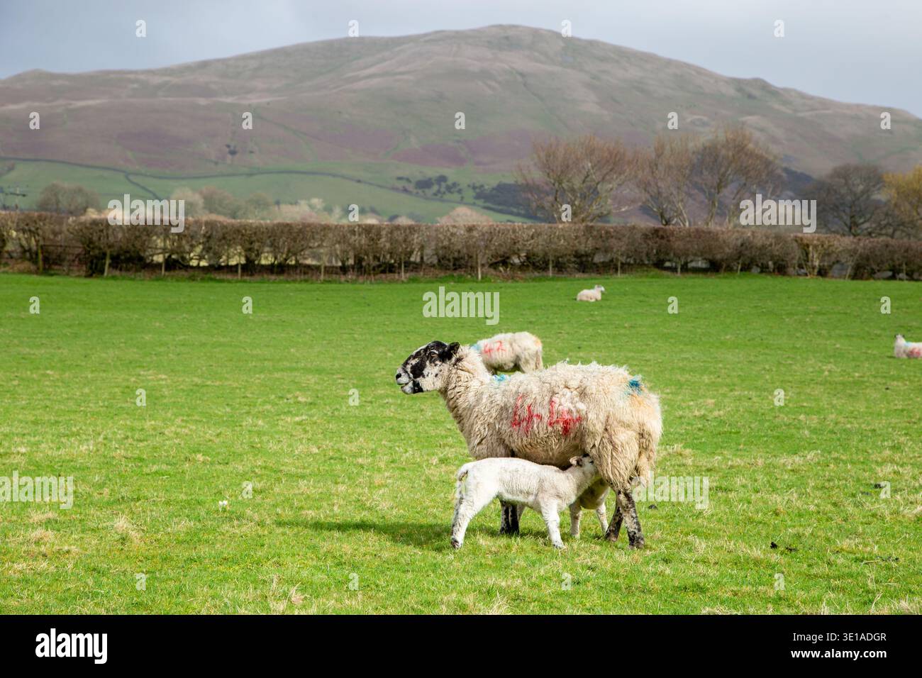 Schaf- und Lamm-Swaledale im Yorkshire Dales Nationalpark in der Nähe von Sedbergh Cumbria Stockfoto