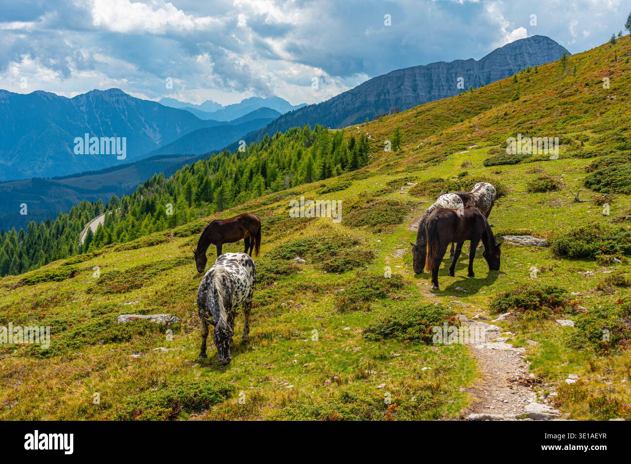 Pferde auf dem Goldeck in Österreich. BILD Stockfoto