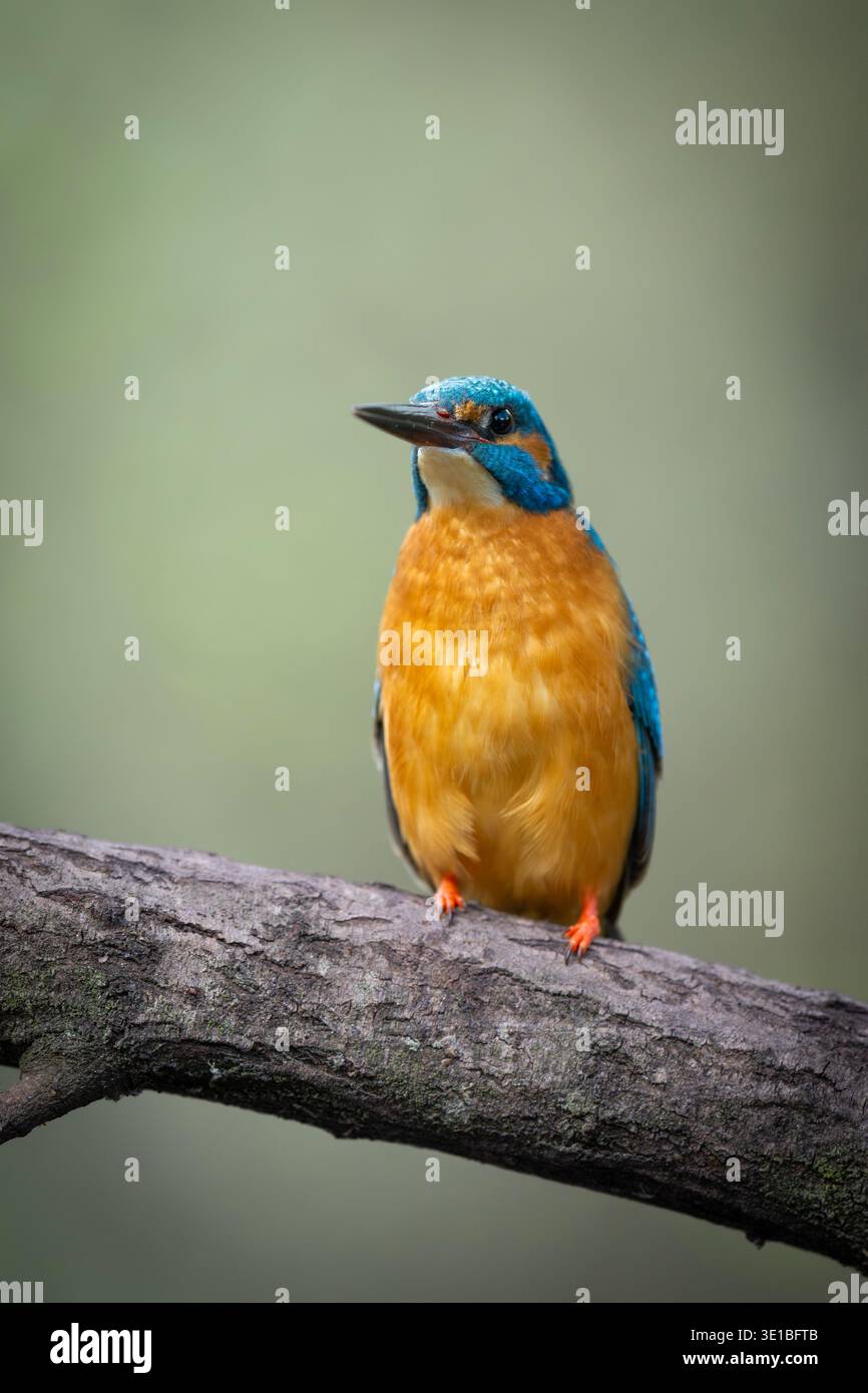 Ein farbenfroher gemeiner Eisvogel mit hellblauen und orangen Federn, der friedlich auf einem strukturierten Baumschenkel thront. Stockfoto