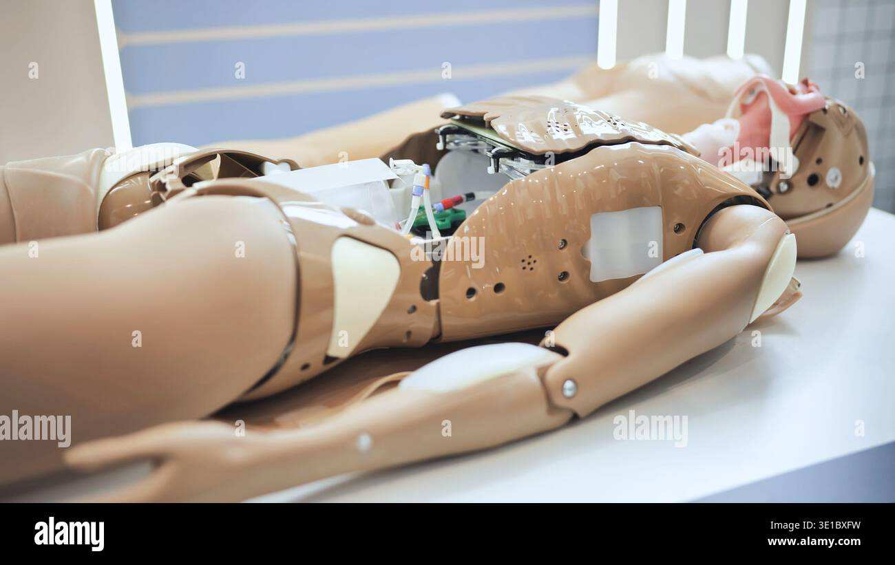 Realistische medizinische Trainingspuppe mit für die studentische Praxis sichtbaren inneren Organen Stockfoto