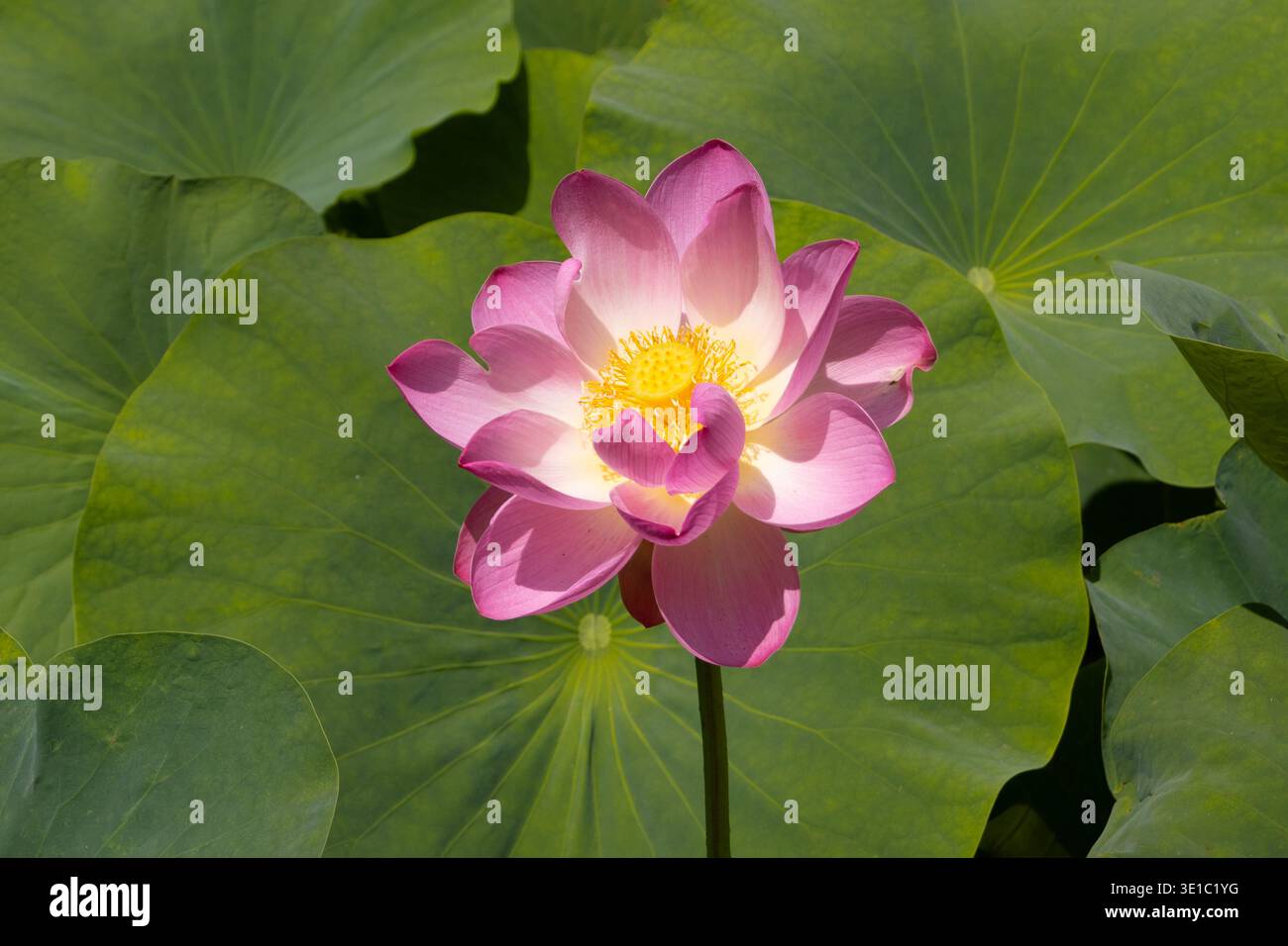 Rosa Lotusblume in voller Blüte im Teich Stockfoto