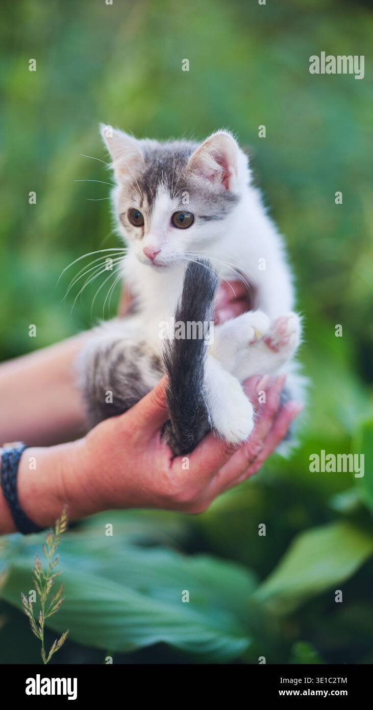 Katzenpfoten in Händen zeigen Liebe und Pflege für ein junges Haustier Stockfoto