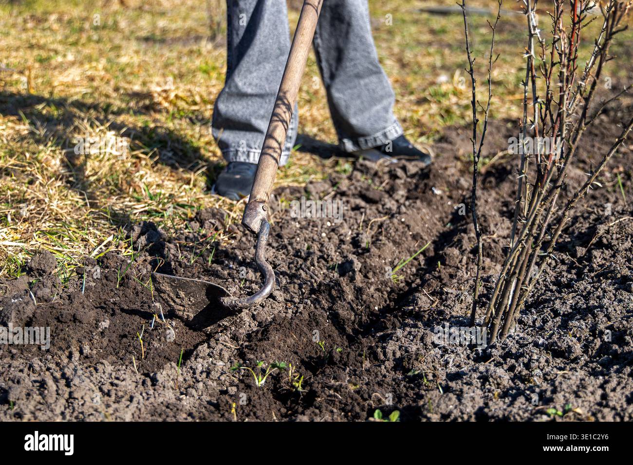 Person, die Boden in der Nähe von Gartensträuchern gräbt. Nahaufnahme einer Person, die mit einer Hacke den Boden neben einem jungen Sträucher löst, zeigt die Pflege des Frühlingsgartens und Stockfoto