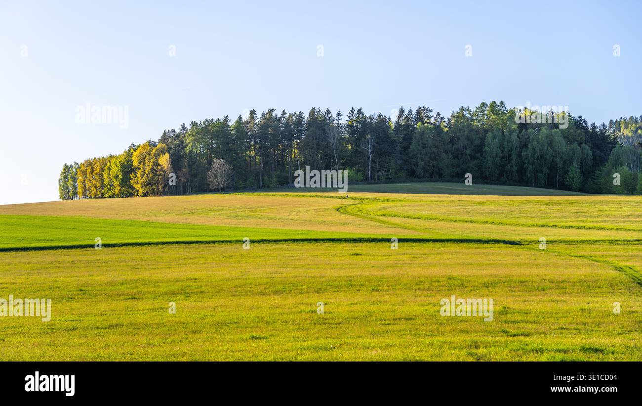 Ein ruhiger Frühlingsabend offenbart sanfte grüne Felder unter klarem Himmel. Bäume säumen den Horizont, reflektieren das warme Licht der untergehenden Sonne und laden zu einem Gefühl der Ruhe ein. Stockfoto