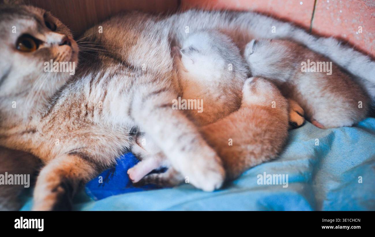 Die mütterliche Katze ruht sanft auf, während sie neugeborene Kätzchen auf einer Plüschdecke säugt und intime mütterliche Bindungen einfängt Stockfoto
