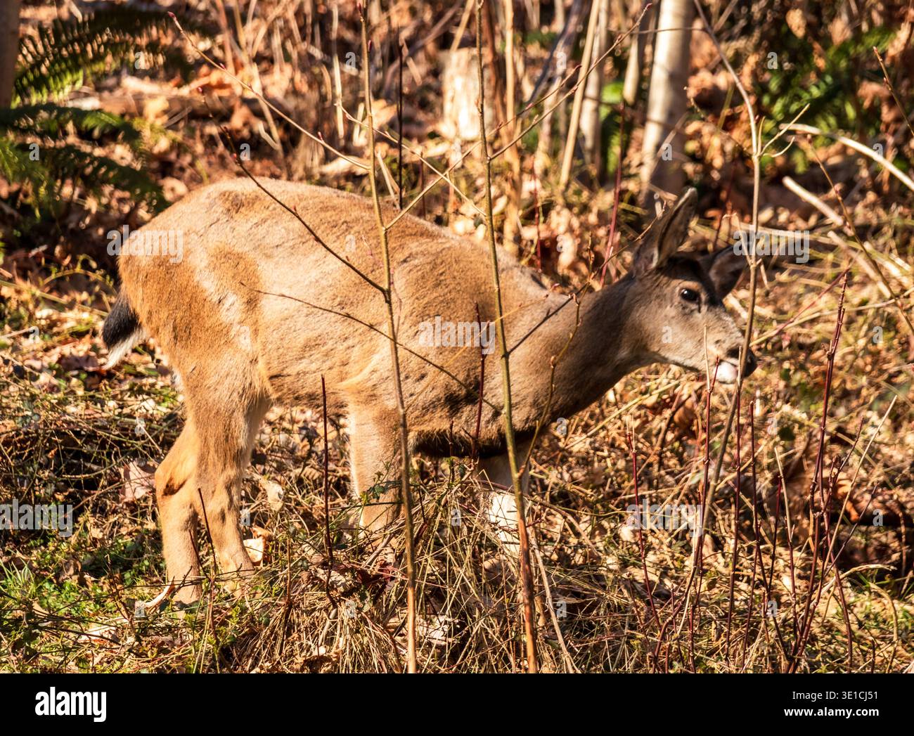 Kolumbianische Blacktailed Deer, die auf Vancouver Island, BC, im Frühling wachsen, ein beliebter Anblick in städtischen und wilden Gebieten. Stockfoto