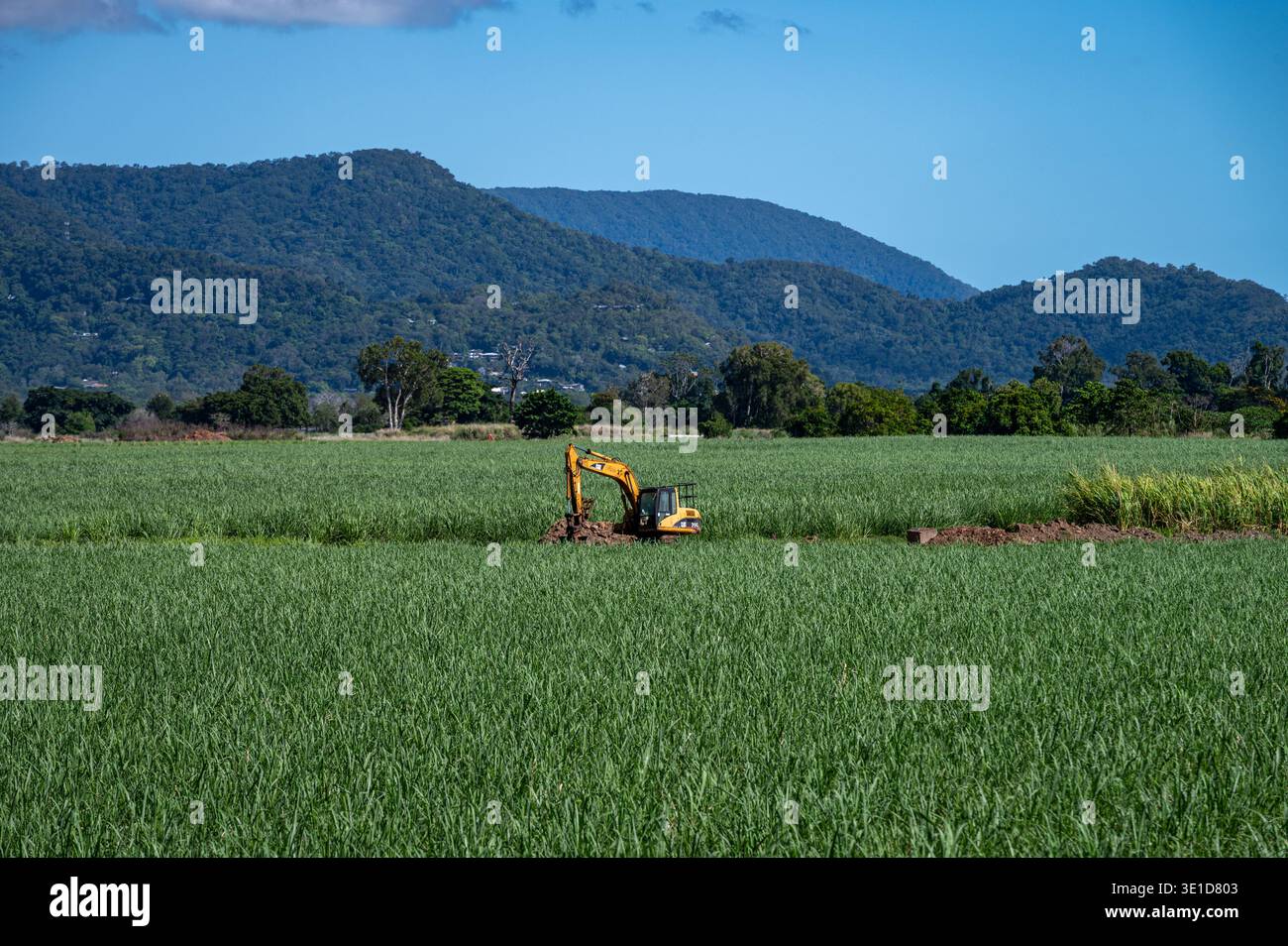 Caterpillar-Bagger in einem Zuckerrohrfeld am Fuße des Atherton Tablelands, von der Kuranda Scenic Railway aus gesehen. Stockfoto