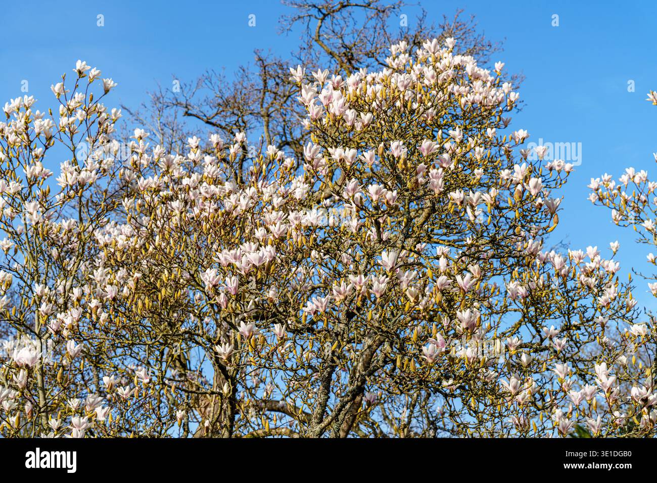 Weiße Magnolia denudata blühen im RHS Garden Wisley, Surrey, Südosten Englands im Spätwinter bis Frühling Stockfoto