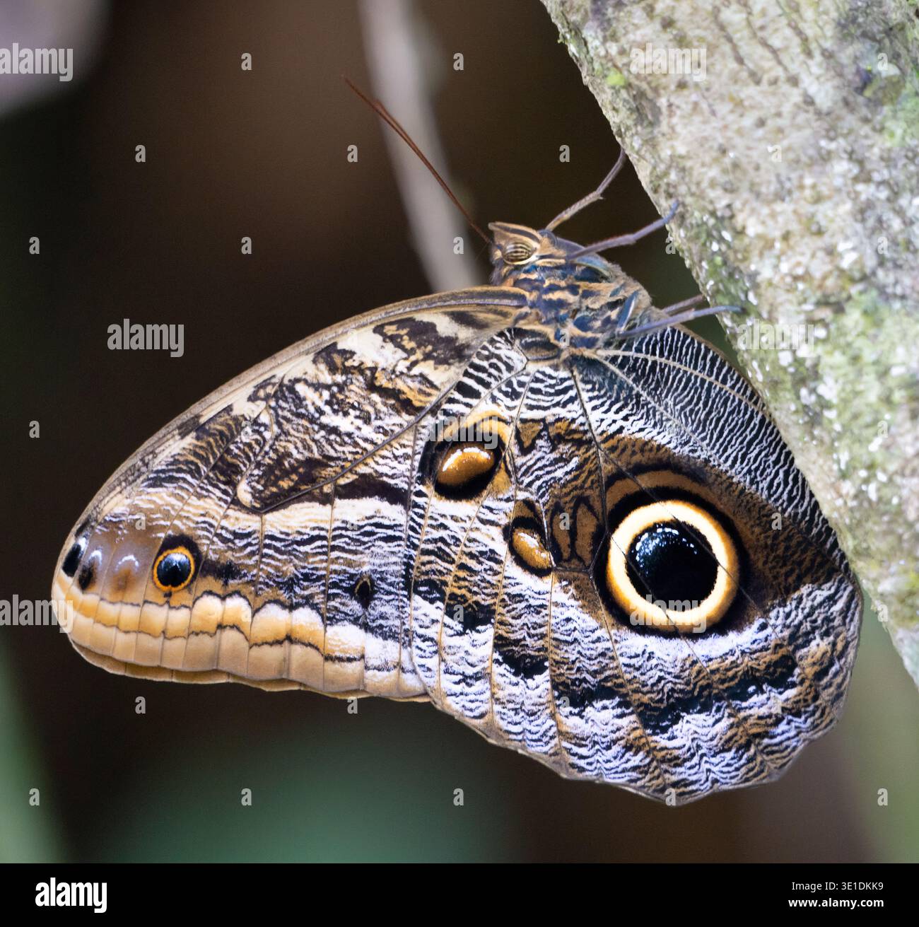 Caligo Illioneus illioneus, die riesigen Eule Schmetterling in Costa Rica ist Stockfoto