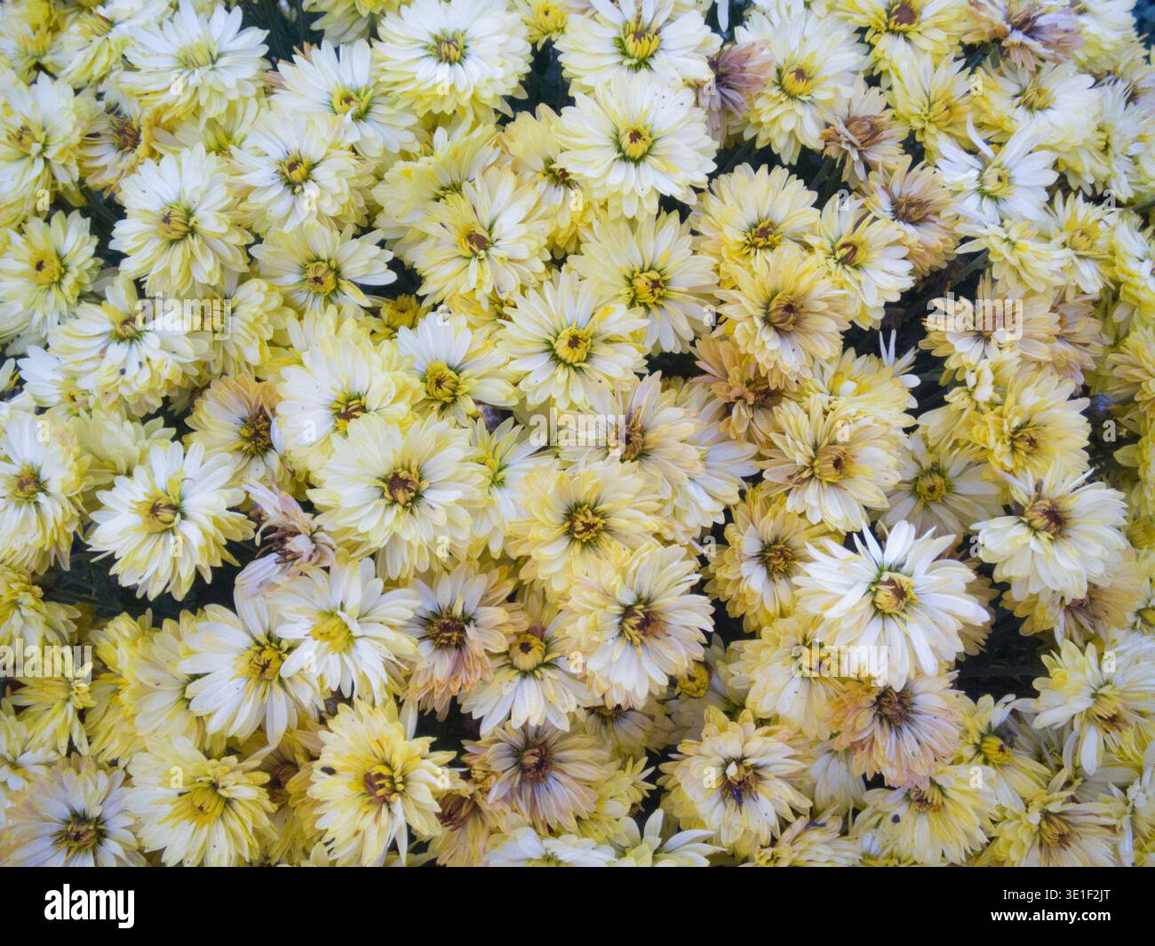 Vollformatansicht einer dichten Ansammlung blassgelber Chrysanthemenblumen (Mütter), die in einem Garten blühen. Stockfoto