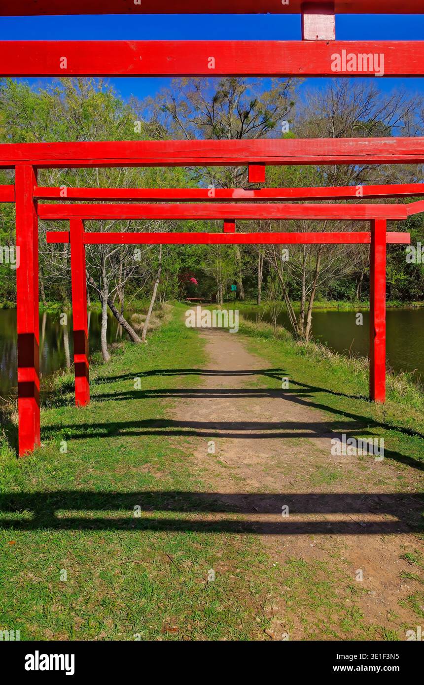 Traditionelle japanische Torii-Tore säumen den Weg zwischen den Koi-Teichen im Charles Wood Japanese Garden, 14. März 2026, in Mobile, Alabama. Stockfoto